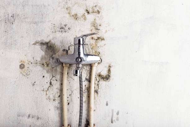 Best Localized Mold Remediation (e.g., coastal areas, humid climates) in Mill Valley, CA
