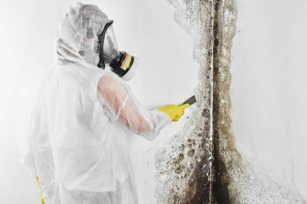Best Crawl Space Mold Remediation in Mill Valley, CA