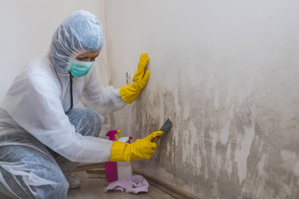 Best Mold Remediation for Specific Building Types in Mill Valley, CA