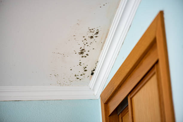 Trusted Mill Valley, CA Mold Remediation Experts