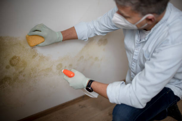 Best Attic Mold Remediation in Mill Valley, CA