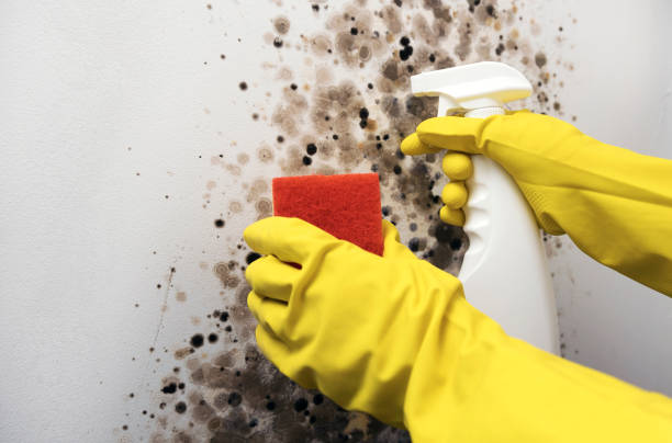 Best Mold Testing and Inspection Services in Mill Valley, CA